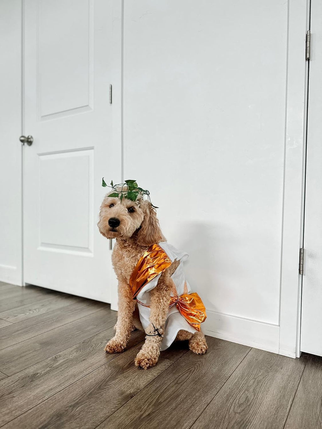 Toga Halloween Dog Costume (Large)