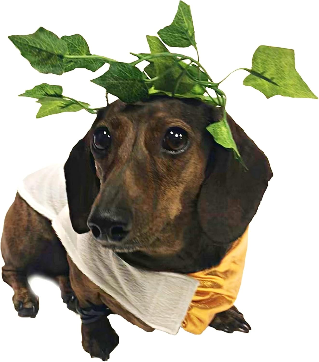Toga Halloween Dog Costume (Large)