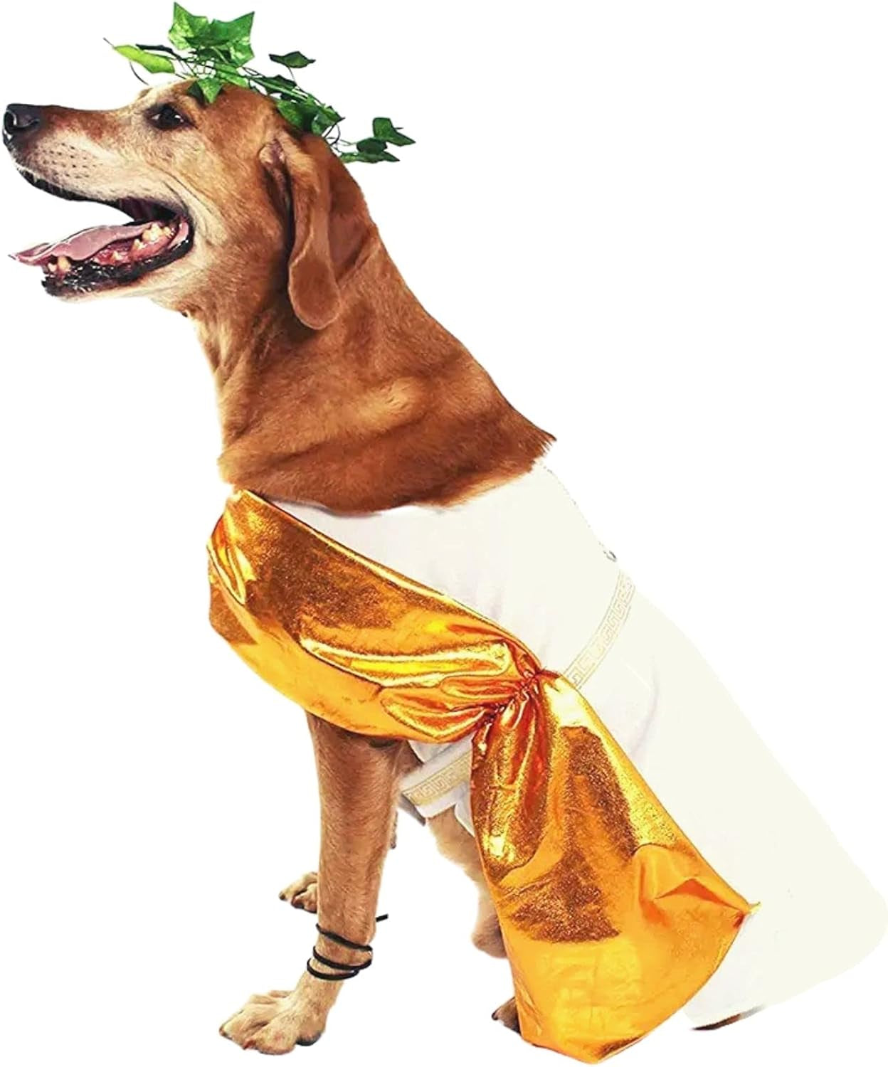 Toga Halloween Dog Costume (Large)
