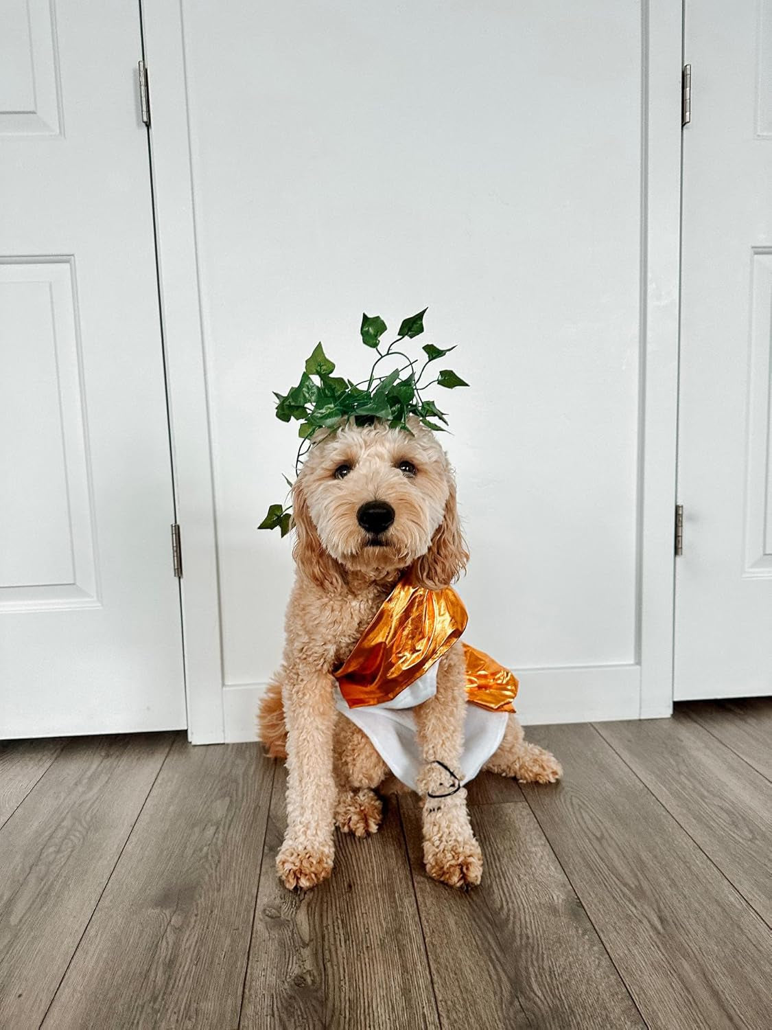 Toga Dog Halloween Costume (X-Large)