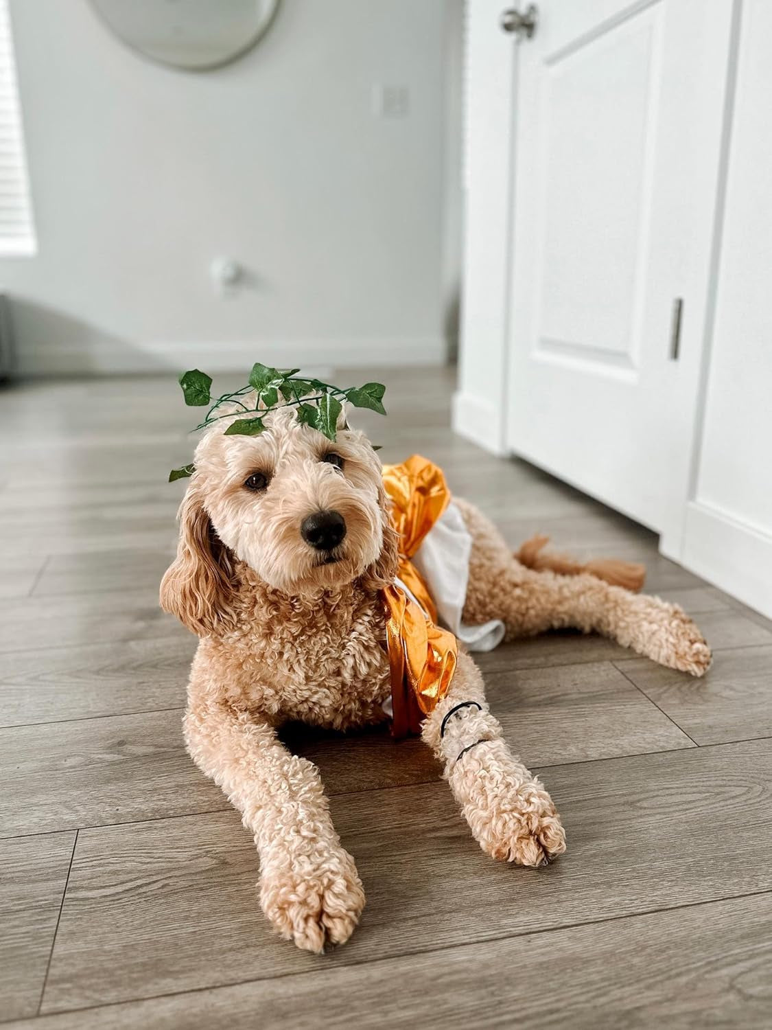 Toga Dog Halloween Costume (X-Large)