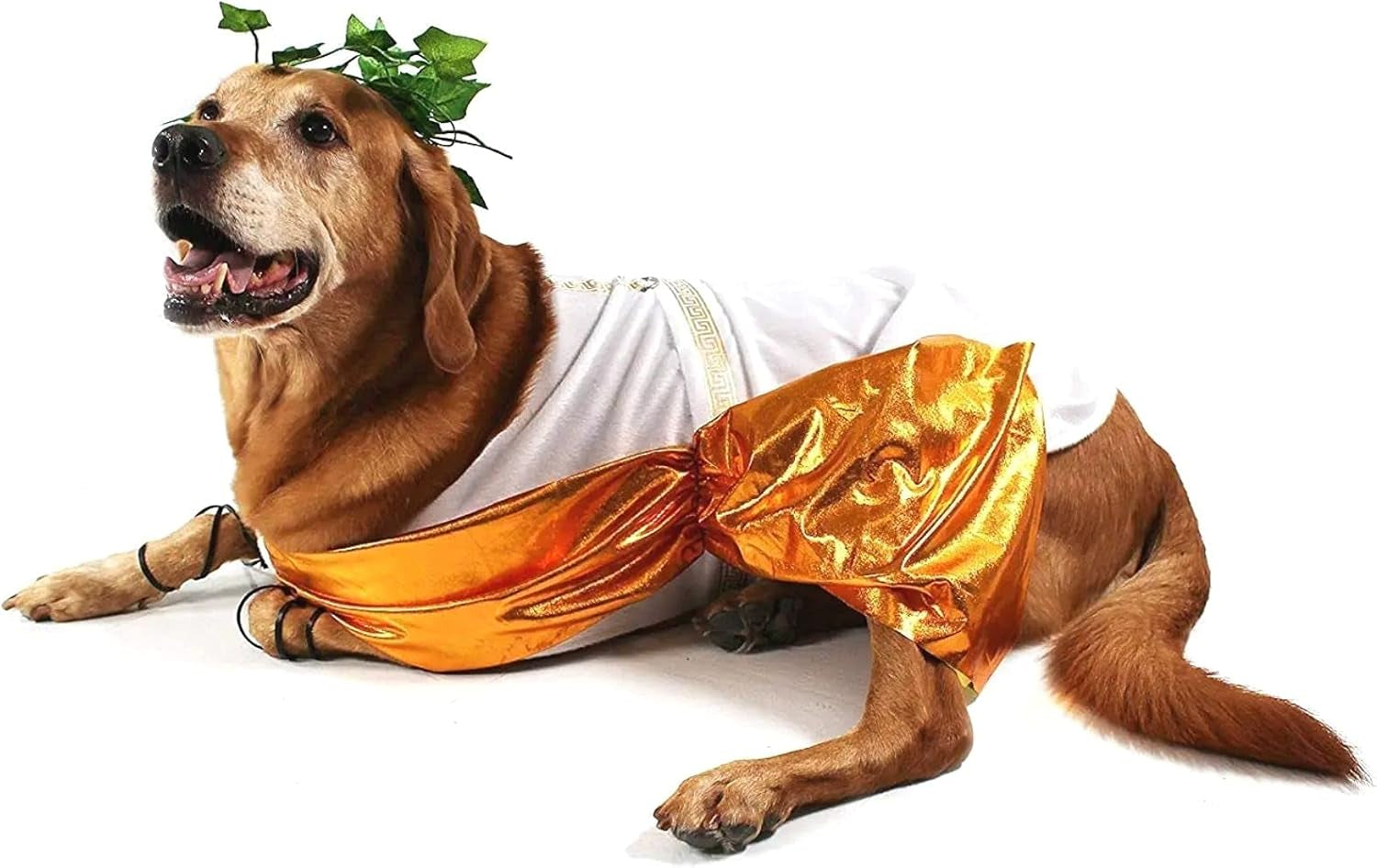 Toga Halloween Dog Costume (Large)