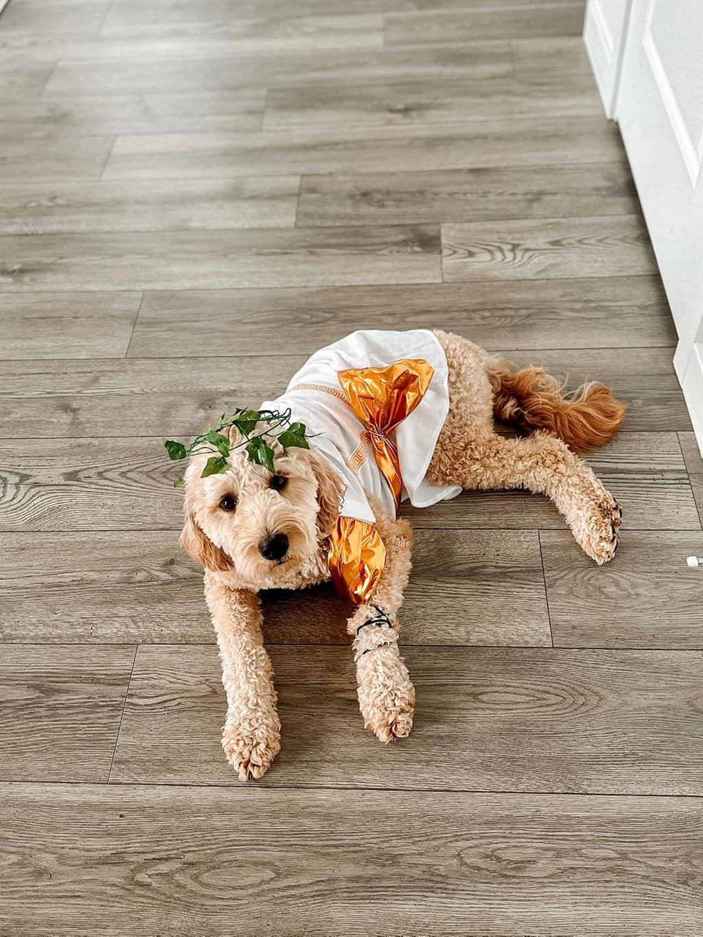 Toga Dog Halloween Costume (X-Large)
